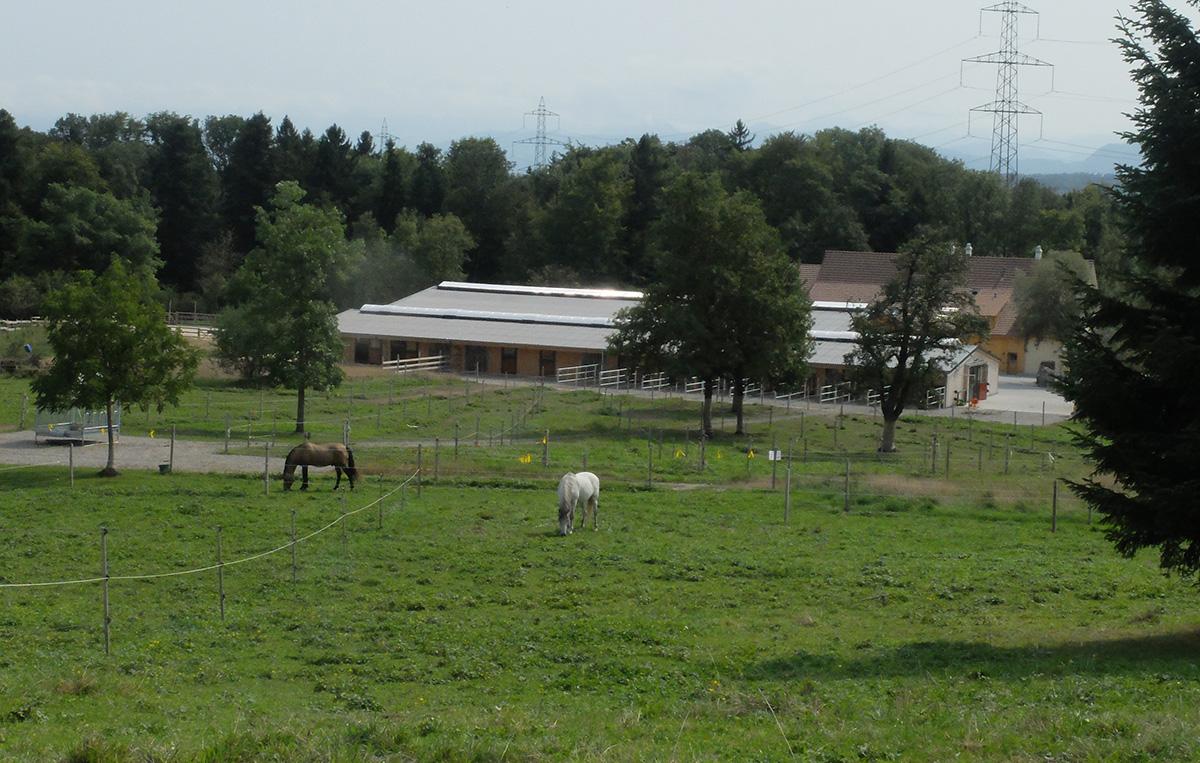 Reha